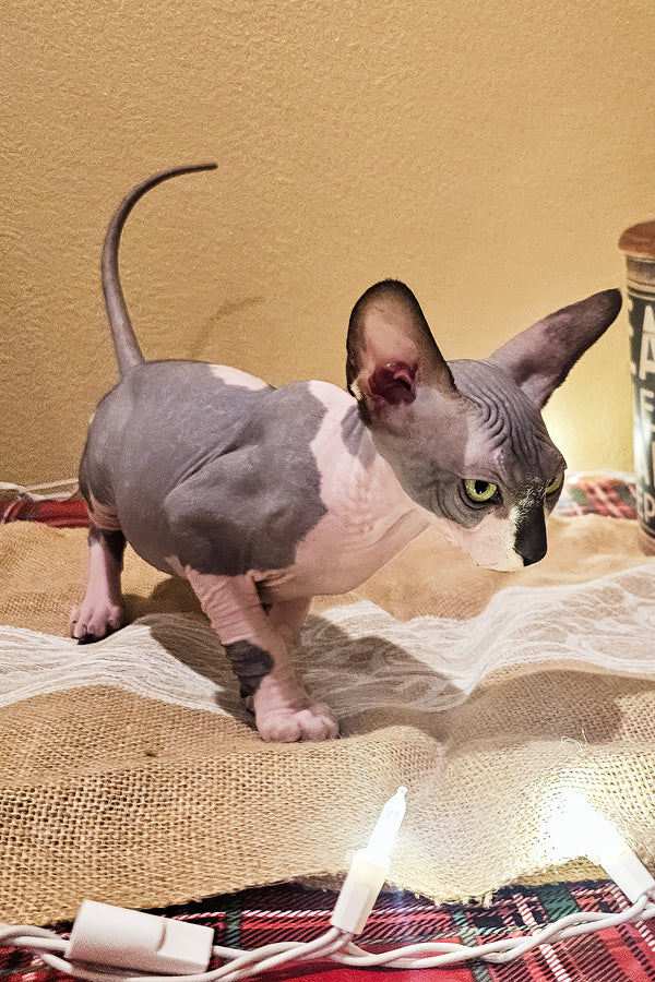 Harley | Sphynx Kitten