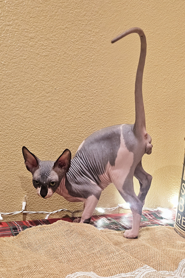 Harley | Sphynx Kitten