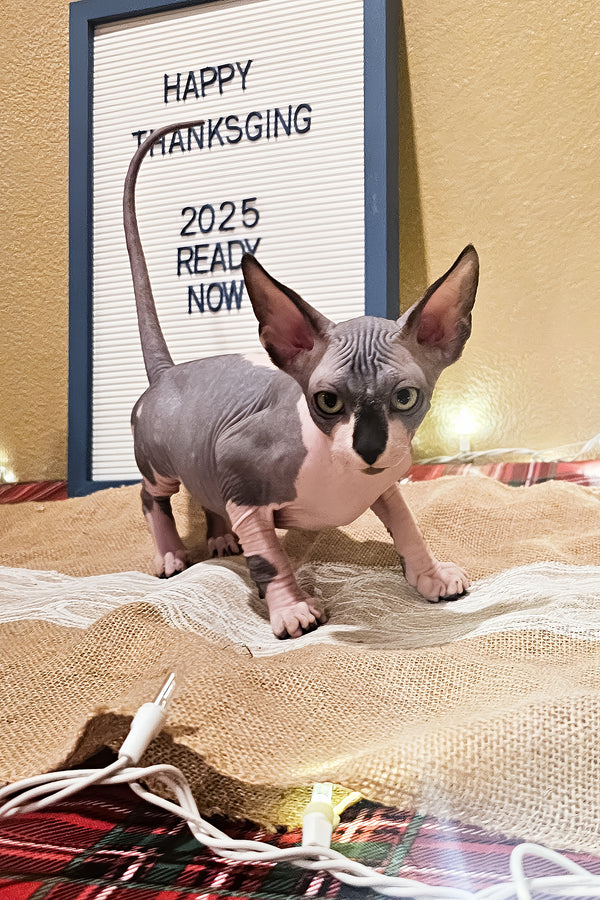 Harley | Sphynx Kitten