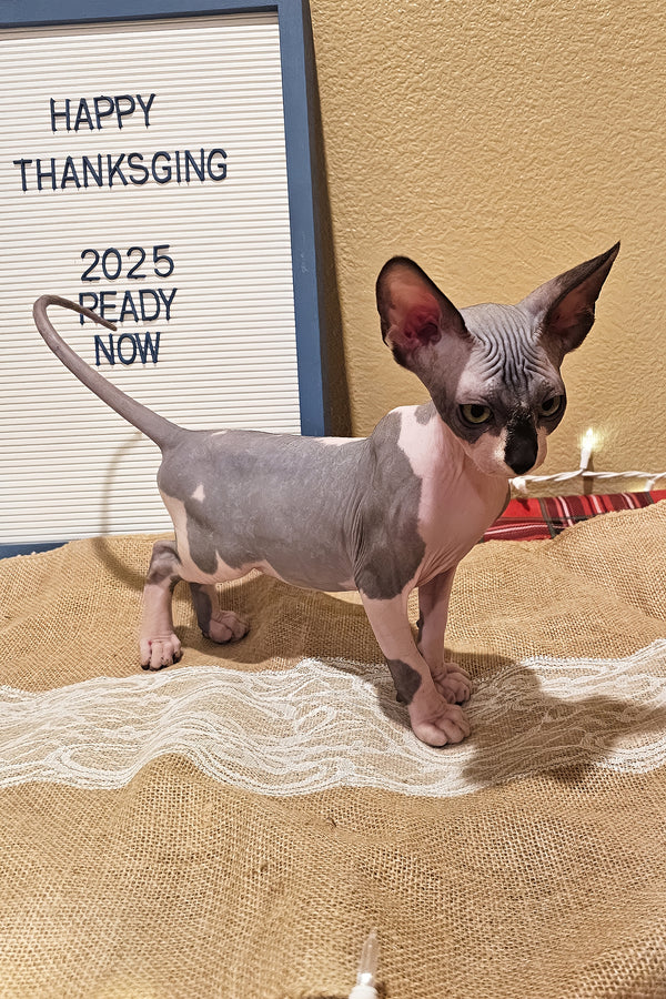 Harley | Sphynx Kitten
