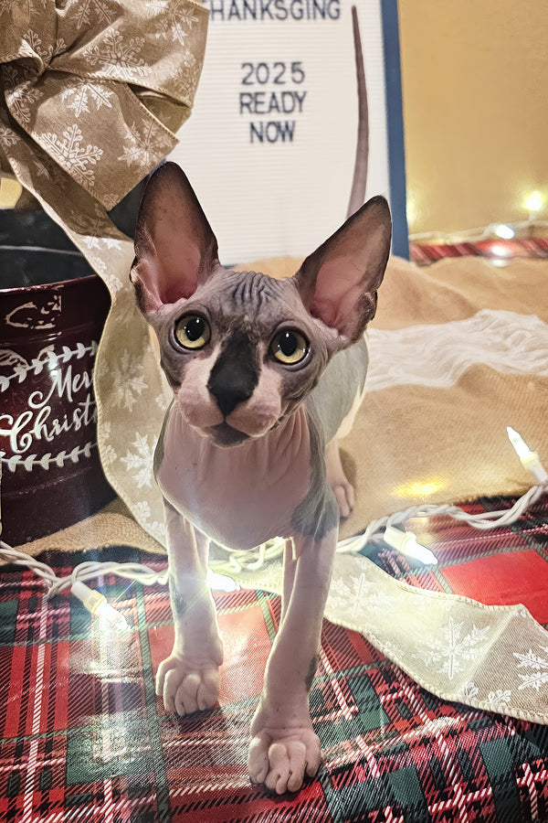 Harley | Sphynx Kitten