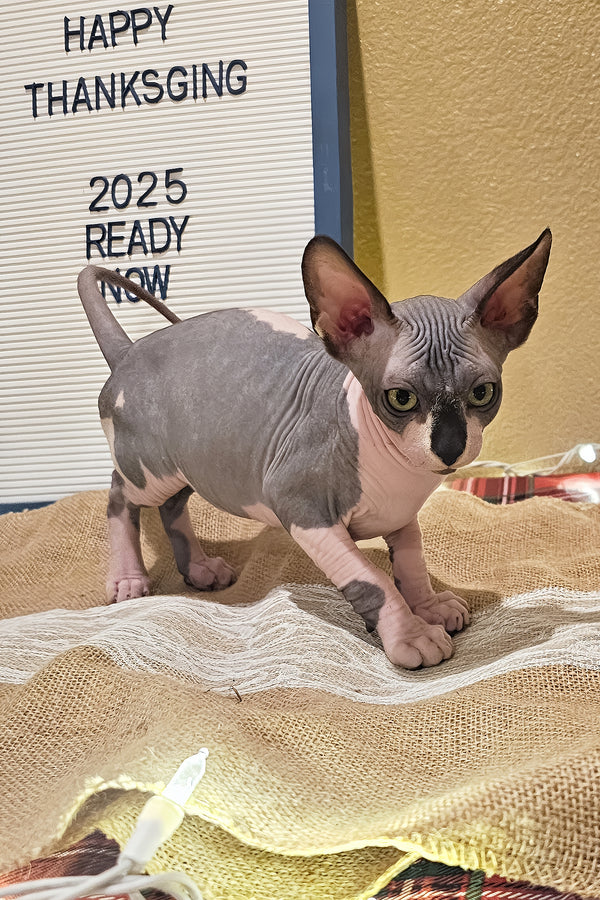 Harley | Sphynx Kitten