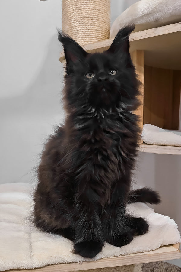 Hennessy | Polydactyl Maine Coon Kitten