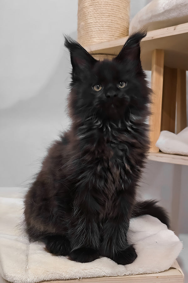 Hennessy | Polydactyl Maine Coon Kitten