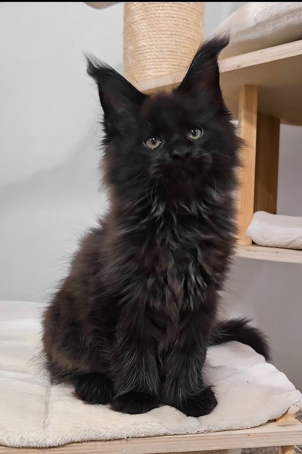 Hennessy | Polydactyl Maine Coon Kitten