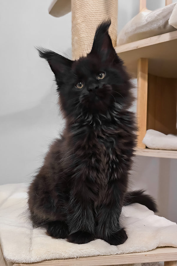 Hennessy | Polydactyl Maine Coon Kitten