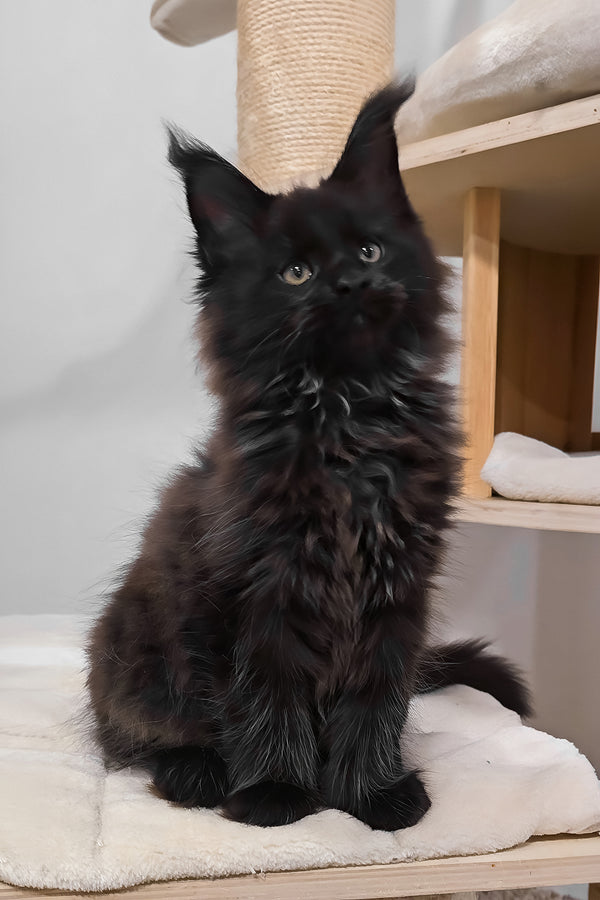 Hennessy | Polydactyl Maine Coon Kitten