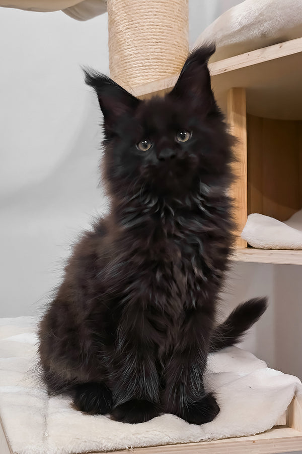 Hennessy | Polydactyl Maine Coon Kitten