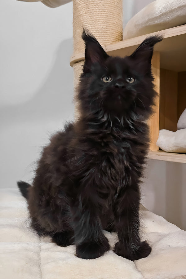 Hennessy | Polydactyl Maine Coon Kitten