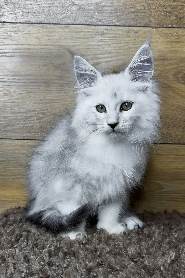Hailey | Maine Coon Kitten