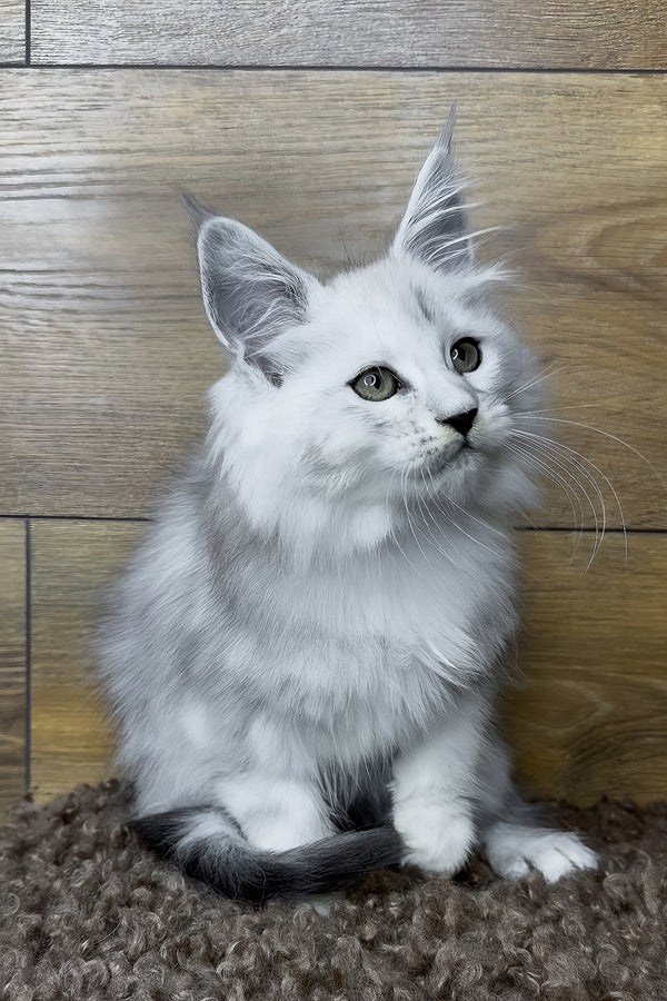 Hailey | Maine Coon Kitten