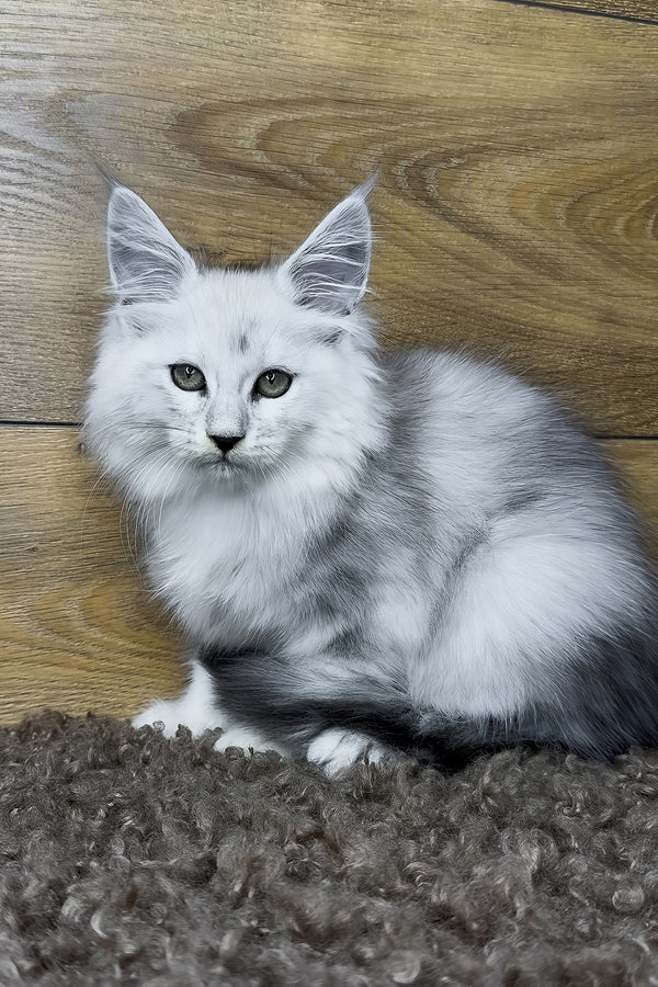 Hailey | Maine Coon Kitten
