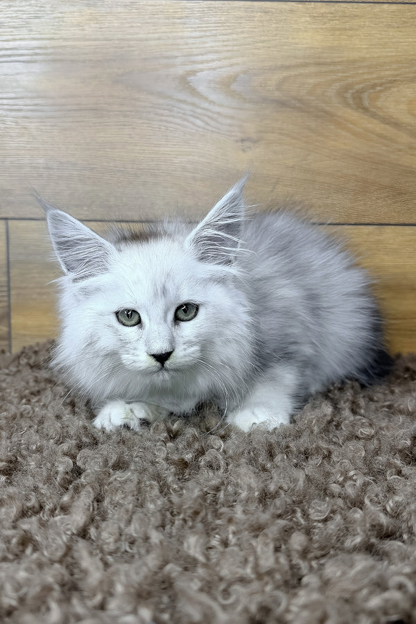 Hailey | Maine Coon Kitten