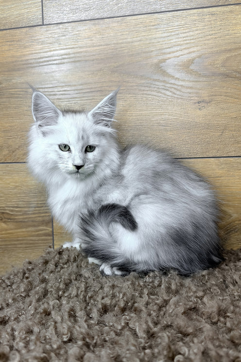 Hailey | Maine Coon Kitten