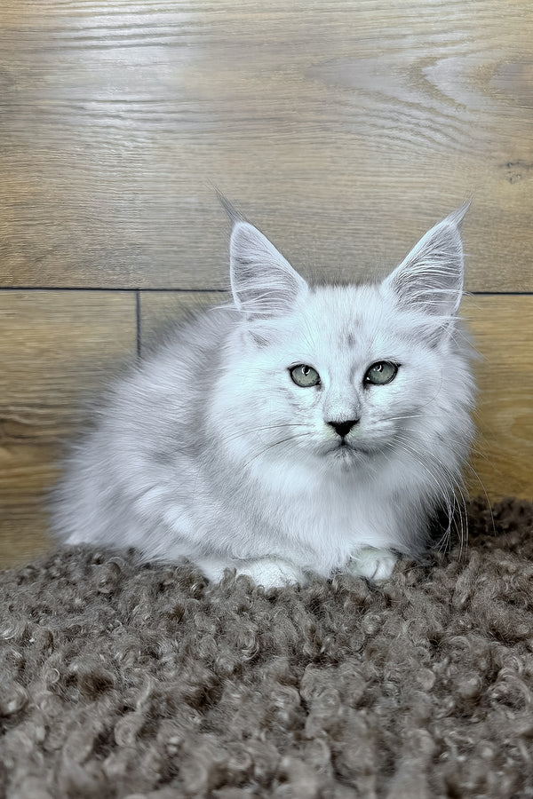 Hailey | Maine Coon Kitten