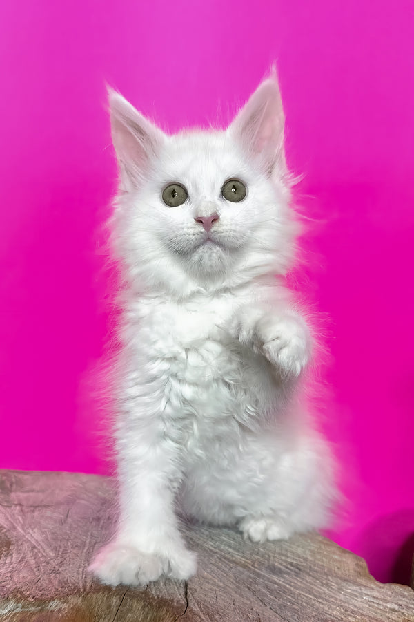 Honey | Polydactyl Maine Coon Kitten