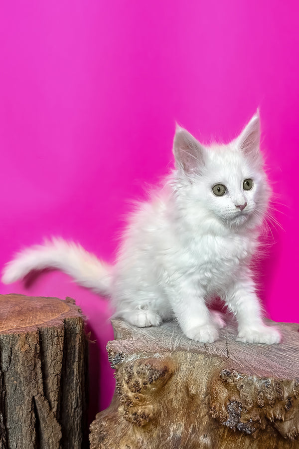 Honey | Polydactyl Maine Coon Kitten