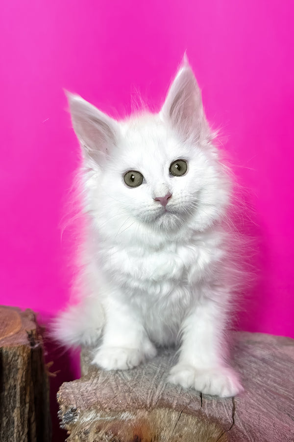 Honey | Polydactyl Maine Coon Kitten