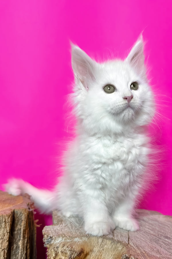 Honey | Polydactyl Maine Coon Kitten
