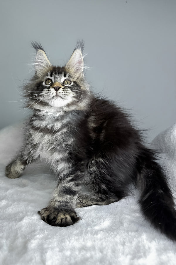 Howie | Polydactyl Maine Coon Kitten