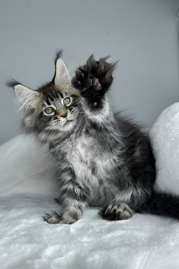 Howie | Polydactyl Maine Coon Kitten