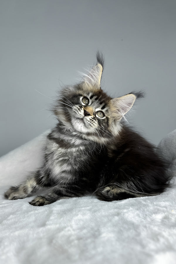 Howie | Polydactyl Maine Coon Kitten