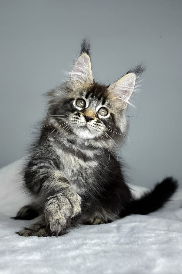 Howie | Polydactyl Maine Coon Kitten