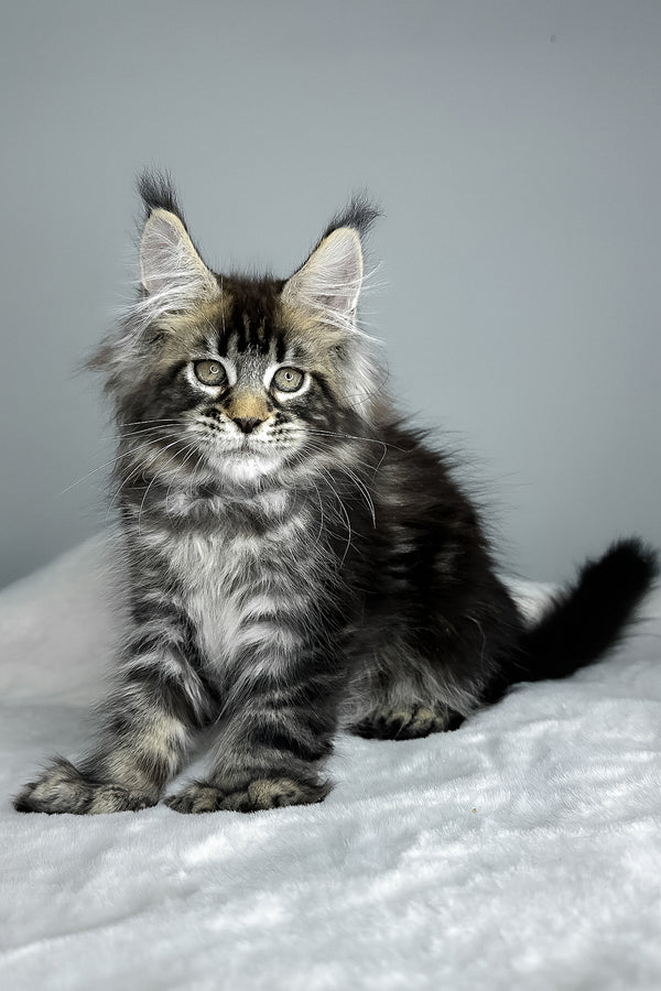 Howie | Polydactyl Maine Coon Kitten