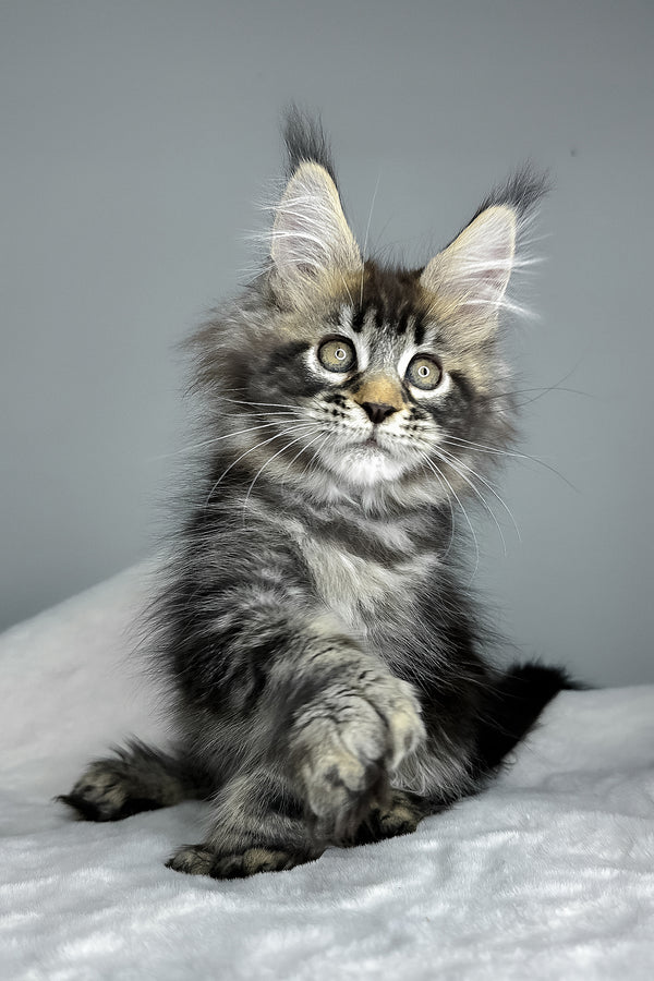 Howie | Polydactyl Maine Coon Kitten