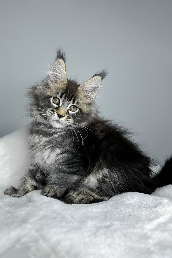 Howie | Polydactyl Maine Coon Kitten