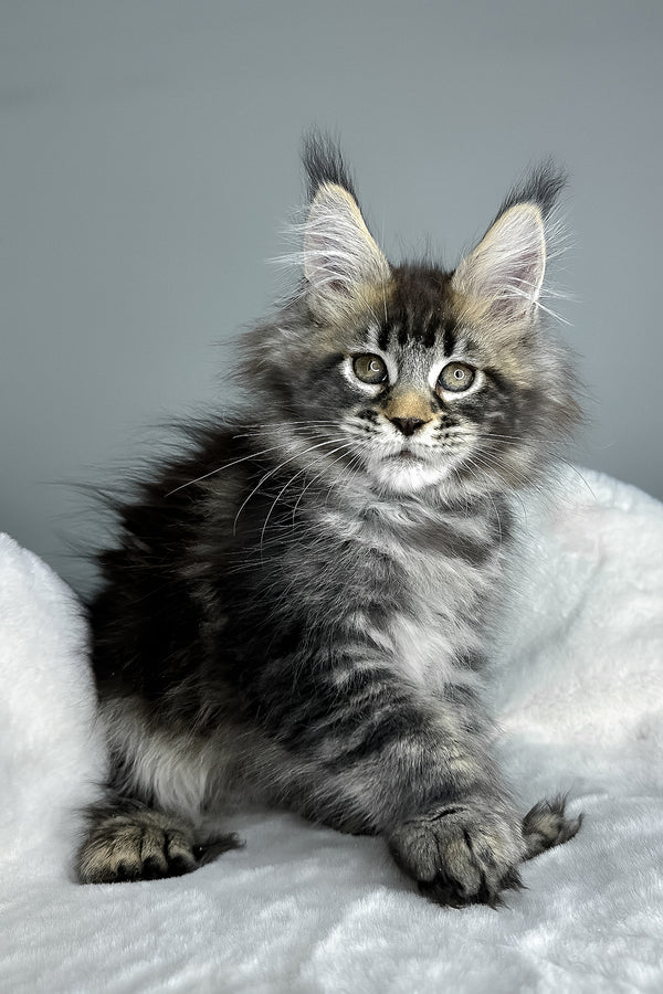 Howie | Polydactyl Maine Coon Kitten