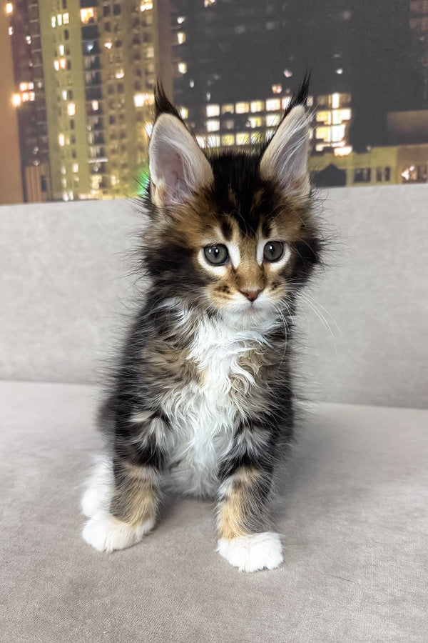 Iris | Maine Coon Kitten