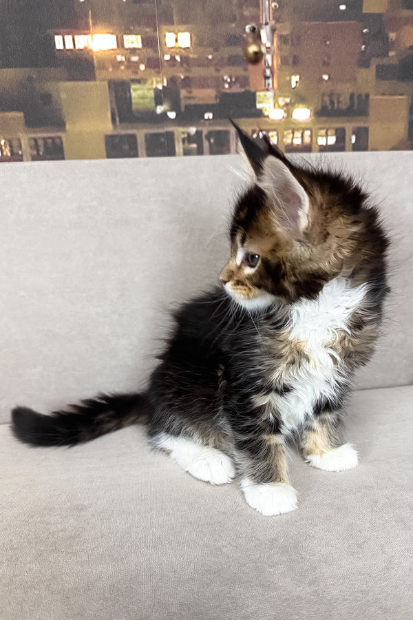 Iris | Maine Coon Kitten