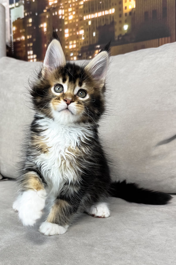 Iris | Maine Coon Kitten