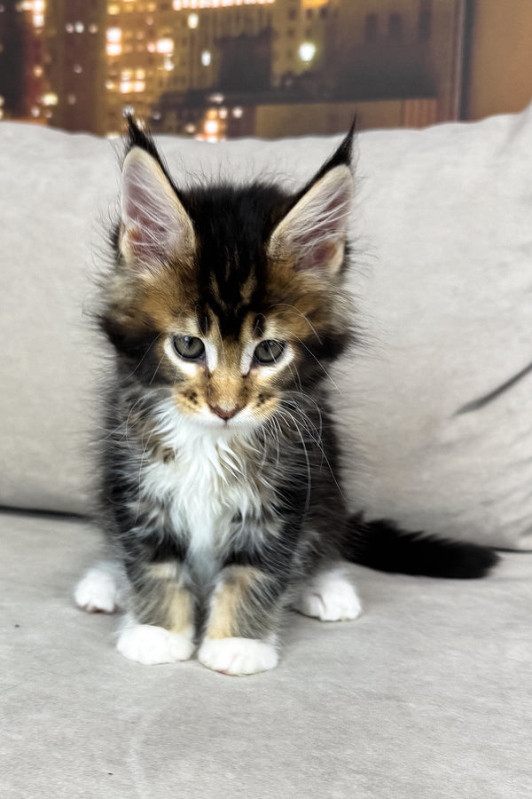 Iris | Maine Coon Kitten