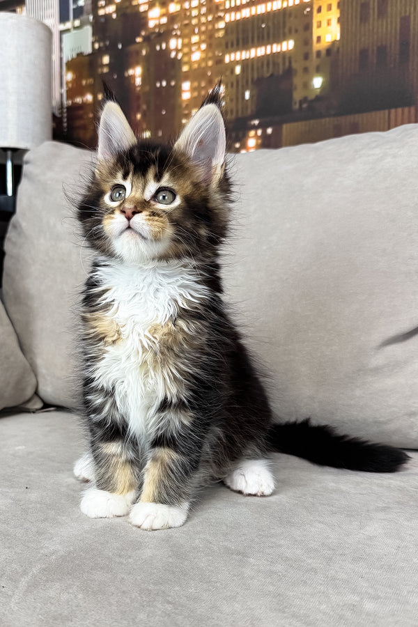 Iris | Maine Coon Kitten