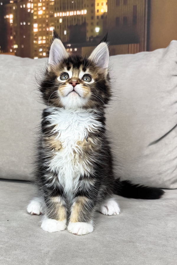 Iris | Maine Coon Kitten