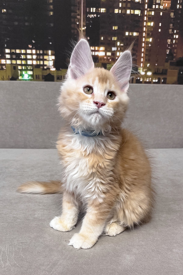 Jean | Maine Coon Kitten
