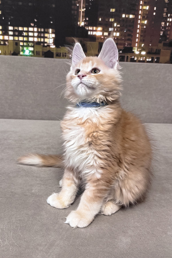 Jean | Maine Coon Kitten