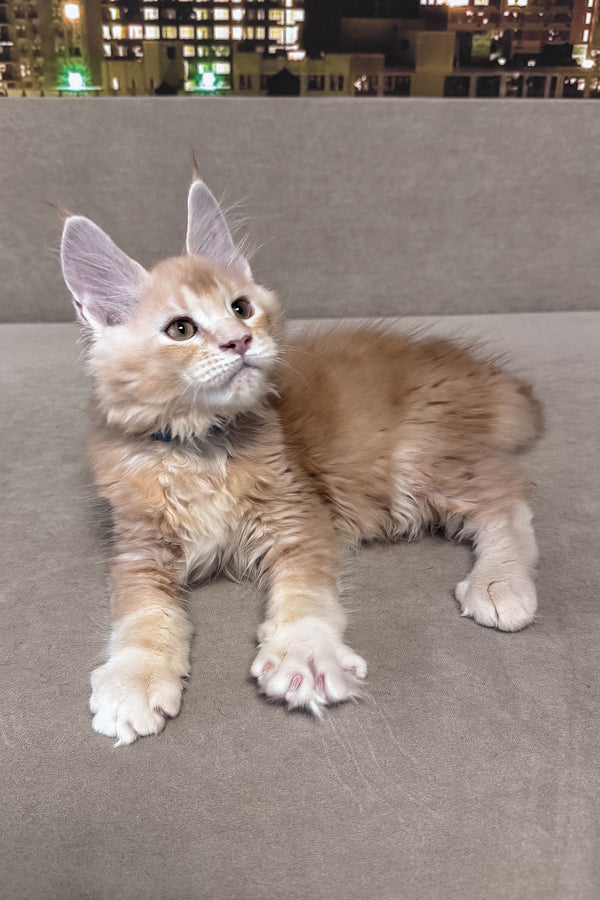 Jean | Maine Coon Kitten