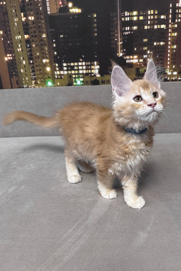 Jean | Maine Coon Kitten