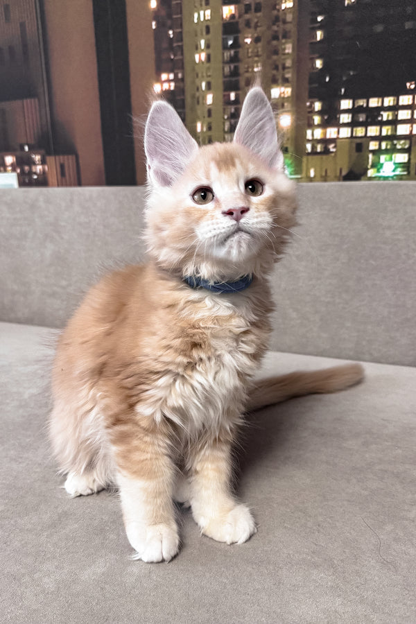 Jean | Maine Coon Kitten