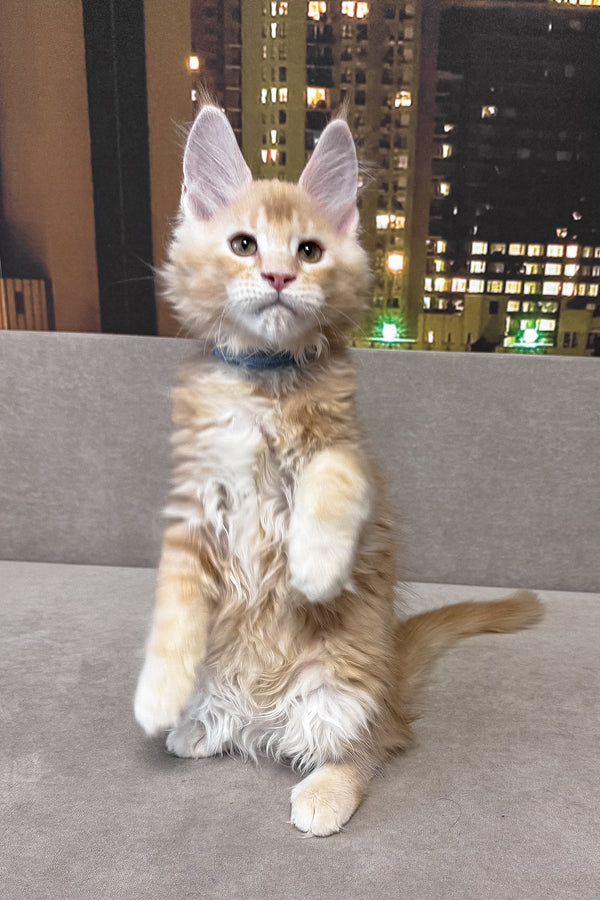 Jean | Maine Coon Kitten