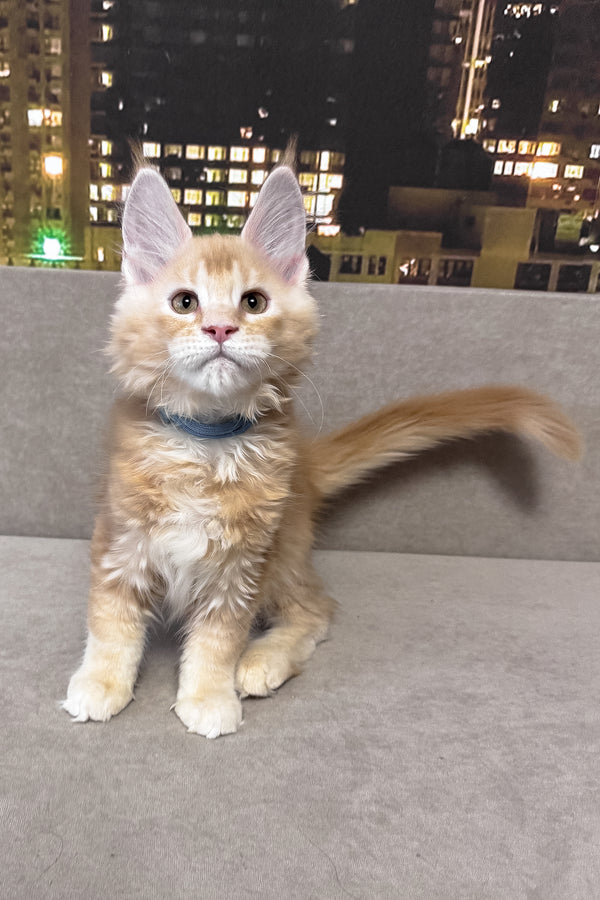 Jean | Maine Coon Kitten