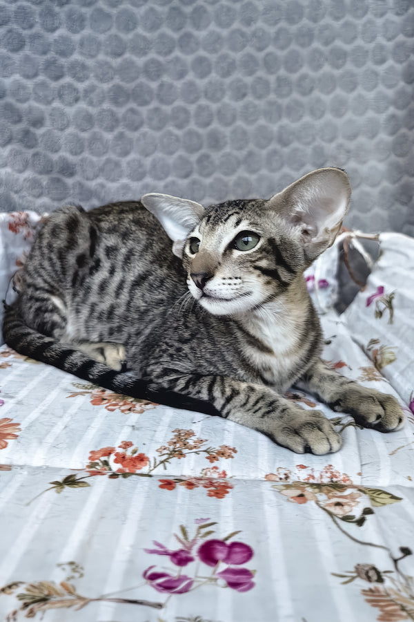 Jo | Oriental Shorthair Kitten