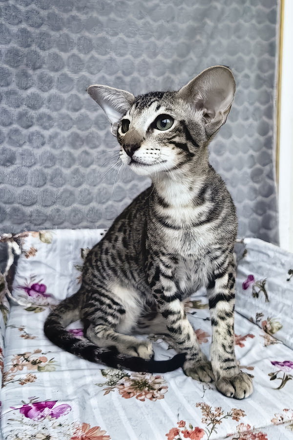 Jo | Oriental Shorthair Kitten