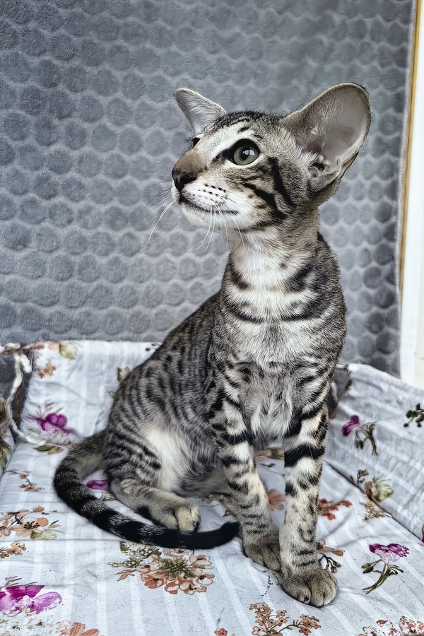 Jo | Oriental Shorthair Kitten