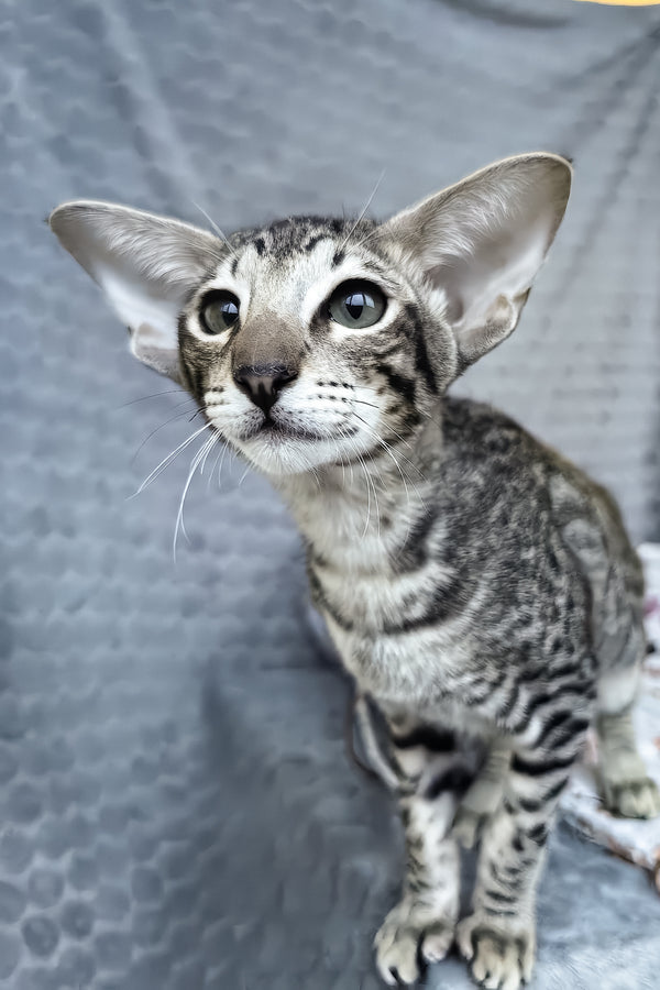 Jo | Oriental Shorthair Kitten