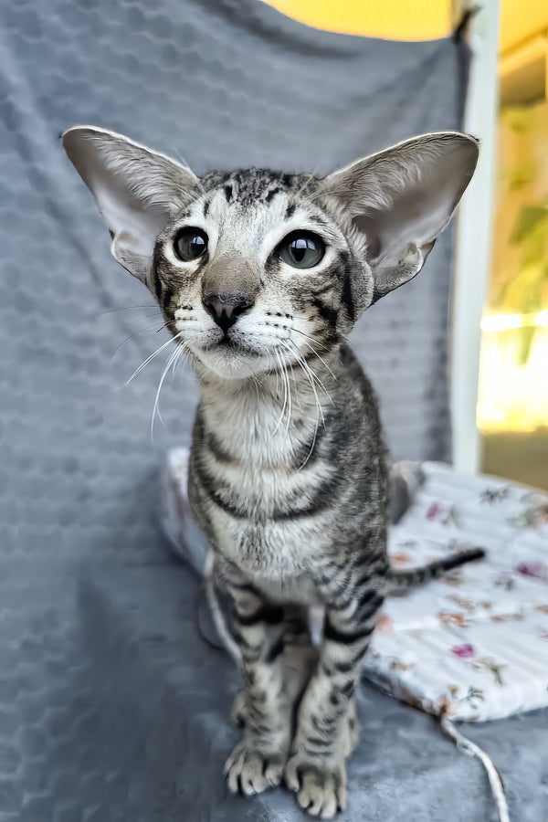 Jo | Oriental Shorthair Kitten