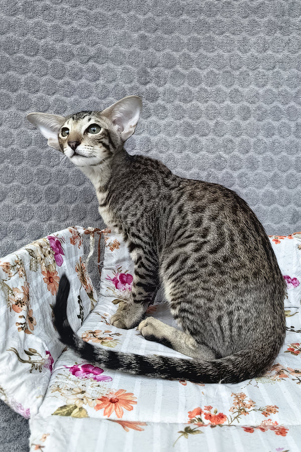 Jo | Oriental Shorthair Kitten